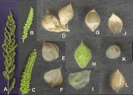 The Millet Stamens: Economic Importance, Uses, and By-Products The Millet Stamens: Economic Importance, Uses, and By-Products