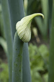 The Onion Leaf Sheath: Economic Importance, Uses, and By-Products