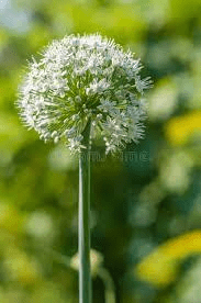 The Onion Inflorescence: Economic Importance, Uses, and By-Products The Onions Inflorescence: Economic Importance, Uses, and By-Products