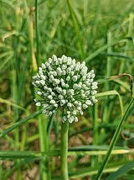 The Onion Inflorescence: Economic Importance, Uses, and By-Products The Onions Inflorescence: Economic Importance, Uses, and By-Products