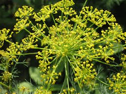 The Onion Inflorescence: Economic Importance, Uses, and By-Products The Onions Inflorescence: Economic Importance, Uses, and By-Products