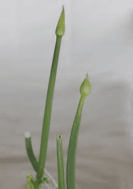 The Onion Peduncle: Economic Importance, Uses, and By-Products The Onion Peduncle: Economic Importance, Uses, and By-Products