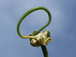 The Onion Peduncle: Economic Importance, Uses, and By-Products The Onion Peduncle: Economic Importance, Uses, and By-Products