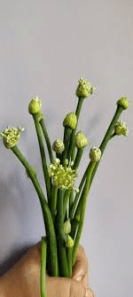 The Onion Peduncle: Economic Importance, Uses, and By-Products The Onion Peduncle: Economic Importance, Uses, and By-Products