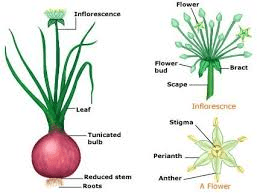 The Onion Stamens: Economic Importance, Uses, and By-Products The Onion Stamens: Economic Importance, Uses, and By-Products