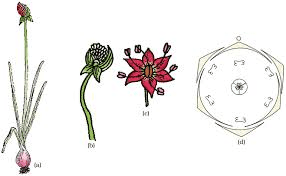 The Onion Stamens: Economic Importance, Uses, and By-Products The Onion Stamens: Economic Importance, Uses, and By-Products