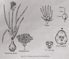 The Onion Stamens: Economic Importance, Uses, and By-Products The Onion Stamens: Economic Importance, Uses, and By-Products