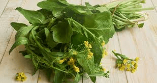 The Mustard Leaves: Economic Importance, Uses, and By-Products The Mustard Leaves: Economic Importance, Uses, and By-Products