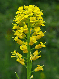 The Mustard Inflorescence: Economic Importance, Uses, and By-Products