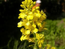 The Mustard Inflorescence: Economic Importance, Uses, and By-Products