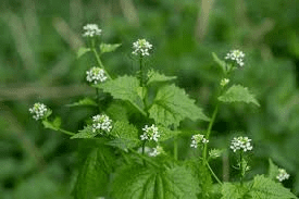 The Mustard Inflorescence: Economic Importance, Uses, and By-Products