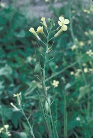 The Mustard Inflorescence: Economic Importance, Uses, and By-Products