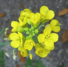 The Mustard Petals: Economic Importance, Uses, and By-Products