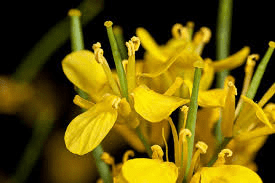 The Mustard Stamen: Economic Importance, Uses, and By-Products