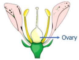 The Mustard Ovary: Economic Importance, Uses, and By-Products