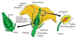 The Mustard Ovary: Economic Importance, Uses, and By-Products