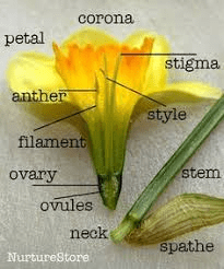 The Mustard Style: Economic Importance, Uses, and By-Products The Mustard Style: Economic Importance, Uses, and By-Products