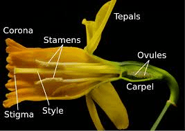 The Mustard Style: Economic Importance, Uses, and By-Products The Mustard Style: Economic Importance, Uses, and By-Products