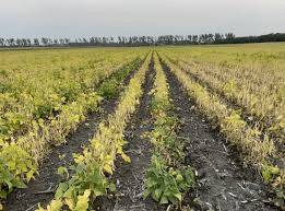 Comprehensive Guide on Dry Beans Production