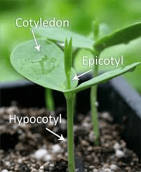 The Mustard Hypocotyl: Economic Importance, Uses, and By-Products