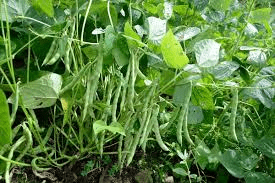 Comprehensive Guide on Dry Beans Production