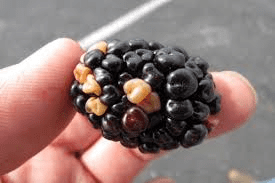 The Blackberry Drupes: Economic Importance, Uses, and By-Products