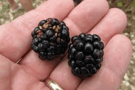 The Blackberry Drupes: Economic Importance, Uses, and By-Products The Blackberry Drupes: Economic Importance, Uses, and By-Products