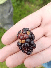 The Blackberry Drupes: Economic Importance, Uses, and By-Products The Blackberry Drupes: Economic Importance, Uses, and By-Products
