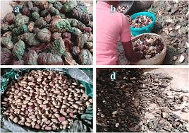 The Cola/Kola Tegmen: Economic Importance, Uses, and By-Products