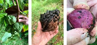 The Cola/Kola Tegmen: Economic Importance, Uses, and By-Products