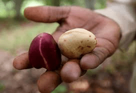 The Cola/Kola Seeds: Economic Importance, Uses, and By-Products The Cola/Kola Seeds: Economic Importance, Uses, and By-Products