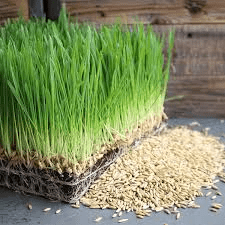 The Oat Shoots: Economic Importance, Uses, and By-Products
