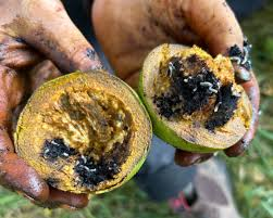 The Walnut Husk: Economic Importance, Uses, and By-Products The Walnut Husk: Economic Importance, Uses, and By-Products