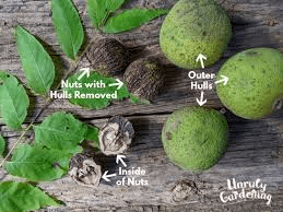 The Walnut Husk: Economic Importance, Uses, and By-Products The Walnut Husk: Economic Importance, Uses, and By-Products