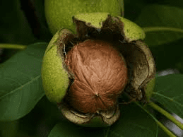 The Walnut Husk: Economic Importance, Uses, and By-Products The Walnut Husk: Economic Importance, Uses, and By-Products