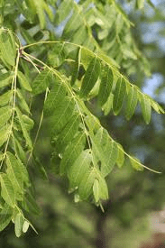 The Walnut Leaves: Economic Importance, Uses, and By-Products