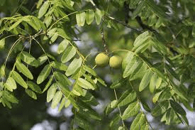 The Walnut Leaves: Economic Importance, Uses, and By-Products The Walnut Leaves: Economic Importance, Uses, and By-Products