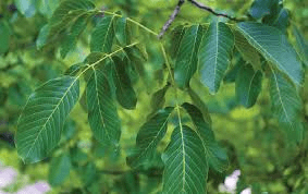 The Walnut Leaves: Economic Importance, Uses, and By-Products The Walnut Leaves: Economic Importance, Uses, and By-Products