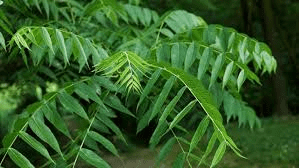 The Walnut Leaves: Economic Importance, Uses, and By-Products The Walnut Leaves: Economic Importance, Uses, and By-Products