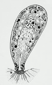 The Common Flagellated Protozoans that Infest Fishes