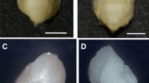 The Oat Embryo: Economic Importance, Uses, and By-Products The Oat Embryo: Economic Importance, Uses, and By-Products