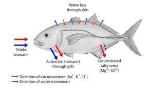 Fish Biology: Anatomy, Physiology, Embryology and Endocrinology