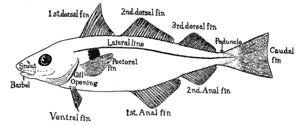 Fish Biology: Anatomy, Physiology, Embryology and Endocrinology