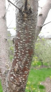 The Apricot Bark: Economic Importance, Uses, and By-Products