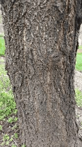 The Apricot Bark: Economic Importance, Uses, and By-Products