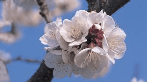 The Apricot Flowers: Economic Importance, Uses, and By-Products