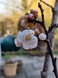 The Apricot Flowers: Economic Importance, Uses, and By-Products The Apricot Flowers: Economic Importance, Uses, and By-Products