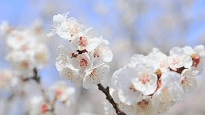 The Apricot Flowers: Economic Importance, Uses, and By-Products The Apricot Flowers: Economic Importance, Uses, and By-Products