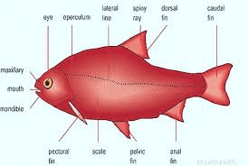 Fish Biology: Anatomy, Physiology, Embryology and Endocrinology