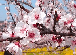 The Apricot Flowers: Economic Importance, Uses, and By-Products The Apricot Flowers: Economic Importance, Uses, and By-Products